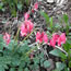 Dicentra eximia King of Hearts